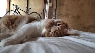 こうして始まる猫さんの1日【侵入した野良仔猫】～家猫修行中～