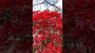 【 北海道函館市・香雪園・紅葉 】