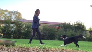 Dog Trick Routine: Pippa The Border Collie