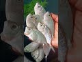 இன்னைக்கி மீன் கடையில காரபூச்சி மீன் வாங்கியாச்சி shorts viral fish