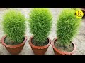 how to grow kochia plant ।। কোচিয়া গাছের পরিচর্যা ।।