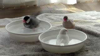 桜文鳥 白文鳥 シナモン文鳥 ３羽で混浴水浴び 文鳥動画 Java sparrows