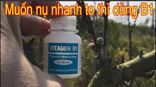 Muốn đào nhanh bung hoa.nụ nhanh to thì dùng vitaminB1