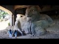 The Fremont Troll, Seattle Washington