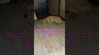 お兄ちゃんがいなくて寂しい妹 #ゴールデンレトリバー #short #犬 #犬のいる暮らし #ミニラ #ゴジラ #きゅんです #寂しい夜 #レオ