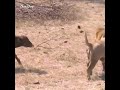 Challenging a Male Lion