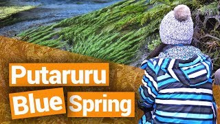 💙 Putaruru Blue Spring & The Arapuni Swingbridge  - New Zealand's Biggest Gap Year