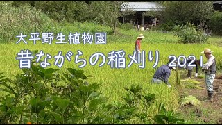 【利根町】大平野生植物園_昔ながらの稲刈り2021【茨城県】