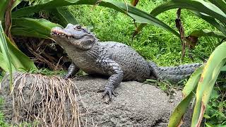 【天王寺動物園】ヨウスコウワニ②