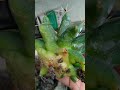 How to simply propagate some succulents/cactus by:Fairy Adashee