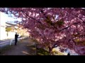 満開 　岡崎市乙川河津桜