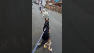 German Shepherd Vs Labrador Fight #shorts #dogfight #gsd