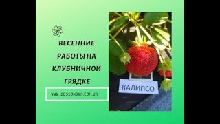 Клубника. Весенняя обработка клубничных грядок.