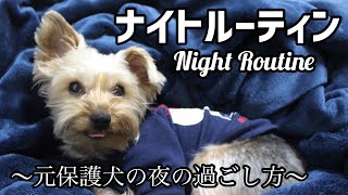 【ナイトルーティン】元保護犬ヨークシャテリアの夜の過ごし方【ヨークシャーテリアのエルモ】