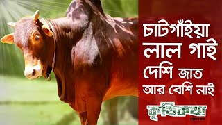 কেন দেশি গরুর মধ্যে চট্টগ্রামের লাল গরু লাভজনক । Exploring the Benefits of the Red Chittagong Cow