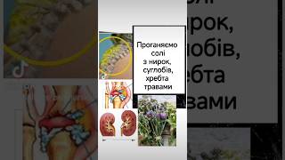 Рецепт чаю для виведення солей з суглобів, хребта і нирок. Фітотерапія при артрозі і остеохондрозі