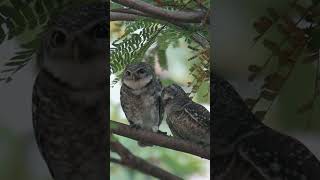 SPOTTED OWLET