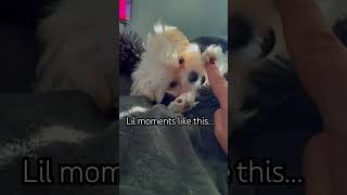 #precious  #youtube #pets #youtubeshorts #trending #viralvideo #viralshorts #fyp #best #dog #life