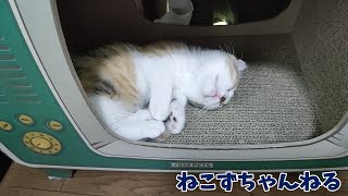 一人遊びで疲れて眠る子猫が可愛い♪　短足マンチカン「むぎ」　ねこずちゃんねる339 #猫 #ねこ #cat #マンチカン #仔猫