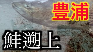 【豊浦】師走の川に鮭はまだ遡上してるのか？