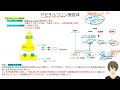 【いちぷら塾】解剖学　10神経系 3 末梢神経系 7 神経伝達物質 あん摩マッサージ指圧師、鍼灸師