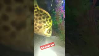 #trending #viralvideo #viralshort #viral #shorts #viralvideos #aquarium #quotes #new #zoo #fish