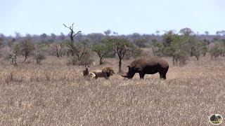 Rhino vs Lion - Who Is The Boss?