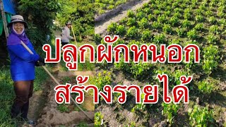 ผักหนอกเงินแสน ใบบัวบก สร้างรายได้ ไม่ธรรมดา