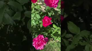 伊丽莎白女王爆花啦Queen Elizabeth Bush Rose 2022.2.19 Saturday