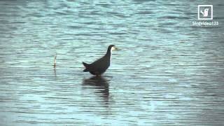 White-breasted Waterhen Walking on Water (in Hong Kong)