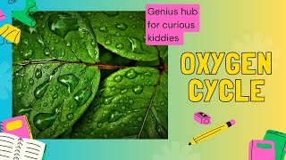 Oxygen Cycle Explained for kids