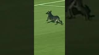 غرائب الدوري | كلب يقتحم مباراة الإسماعيلي وسموحة