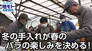 冬の手入れが春のバラの楽しみを決める！【地モトNEWS】2023/12/14放送