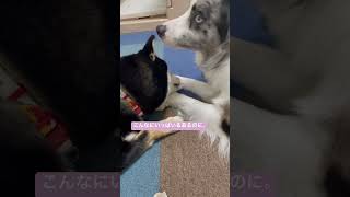 兄犬のものがよく見えてしまう妹柴。 #bordercollie #dog #ボーダーコリー #边境牧羊犬 #柴犬　#shibaken #shibainu