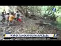 warga kupang ntt tangkap buaya raksasa 4 9 meter