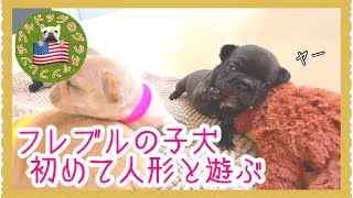 【自我の芽生え🌸】新しい発見！フレブル子犬が、初めてヌイグルミで遊んでました😆成長が早いなぁ🌸🌸🌸