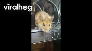 Rat Found Inside Vending Machine || ViralHog