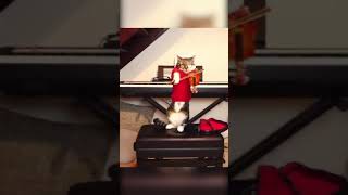 The cat plays the violin