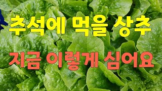 꽃보다상추 104                                        추석에 먹을 상추  지금 이렇게 심으세요 🥬🥬