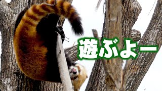 【レッサーパンダ】いつも楽しそうだったギンちゃん　November 12 , 2015　Red Panda GIN at Maruyama Zoo