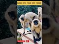 #funny monkey🐵🐒 and dog🐶🐶 dance , patali kamariya bole