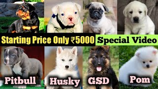 Cheapest Dog Market 2025 Latest Video | All dogs Available | Shihtzu | Husky | Pitbull | Labrador