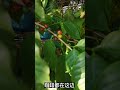 arabica cofee tree 我的咖啡树