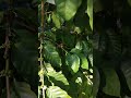 arabica cofee tree 我的咖啡树