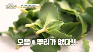 [칼랑코에 재배로 연 매출 6억!!] 칼랑코에 뿌리가 없다?! 강현규 부자농부가 밝히는 비법은??