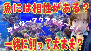 【アクアリウム】似たような魚を狭い水槽で飼える？【海水水槽】