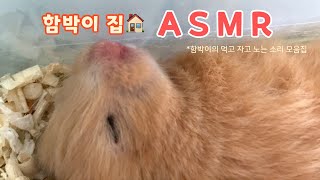 페디그리 햄스터ㅣ함박이 집에서 나는 모든 소리!📢 함박 ASMR, 먹고 자고 노는 햄찌 일상