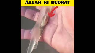 allah ka mojza 😲 allah hu akbar amazing video 😥 #allahkiqudrat #shorts #short #shortvideo