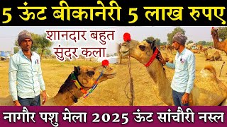 सांचौरी बीकानेरी नस्ल ऊंट 5 लाख रुपए कीमत || शानदार नागौर पशु मेला 2025 ||  nagaur pashu Mela 2025