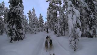 Kiruna, Sweden Dog Sledding 6 Day Tour - Jukkasjärvi Wilderness Tours